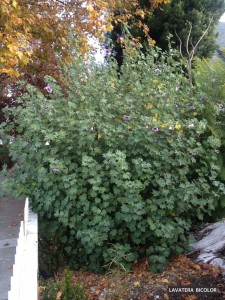 Lavatera bicolor 6